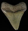 Juvenile Megalodon Tooth - Georgia #59215-1